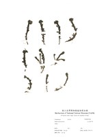 藏品(玉山佛甲草)的圖片